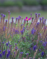 close up of lavender flowers