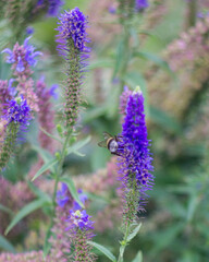 bee on lavender