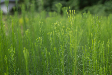 green grass in the wind
