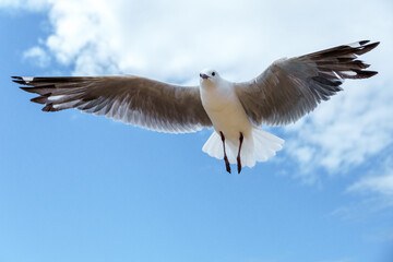 Hartlaub's gull or king gull (Chroicocephalus hartlaubii) in flight. Kleinmond, Whale Coast, Overberg, Western Cape, South Africa.