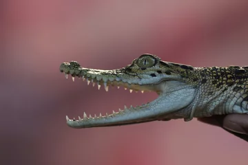 Zelfklevend Fotobehang a crocodile sunbathing and its mouth is open © ridho