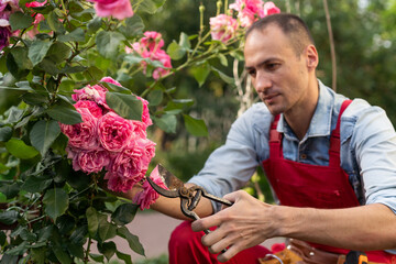 Gardener with garden pruning scissors pruning climbing roses . Pruning and Training Climbing Roses...