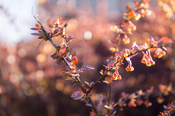 spring flowers in the rays of the sun