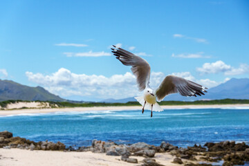 Hartlaub's gull or king gull (Chroicocephalus hartlaubii) in flight. Kleinmond, Whale Coast, Overberg, Western Cape, South Africa.