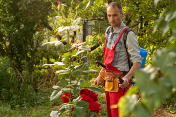 man with backpack garden spray gun under pressure handling bushes roses