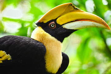 toucan on a branch