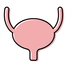 Urology health human icon, anatomy medical body bladder sign, biology vector illustration