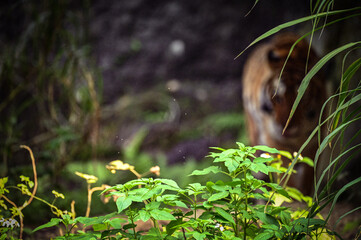 I absolutely love tigers