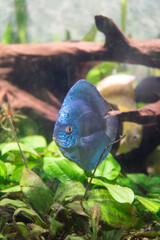 blue aquarium fish
