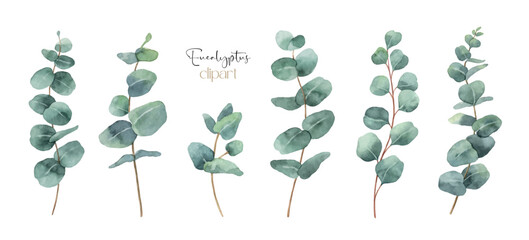Watercolor hand painted vector set with eucalyptus leaves and branches.. © ElenaMedvedeva