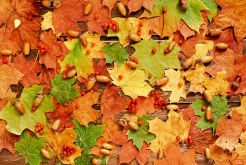 Naklejka na ściany i meble Red and orange background of autumn maple leaves and acorns. top view. a place for your text.