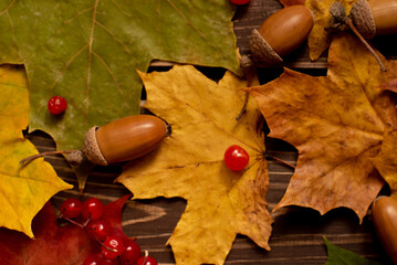 The concept of autumn backgrounds. Dry maple and acorn leaves on a wooden background