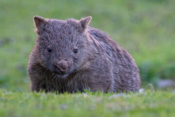 Common wombat portrait, NSW, Australia