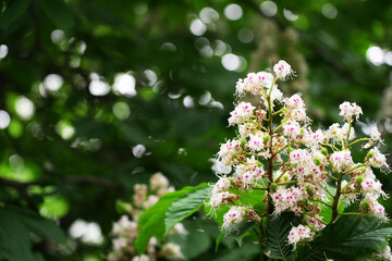 Blooming tree