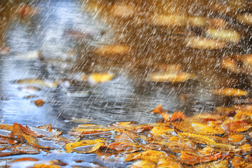 Obraz na płótnie Canvas abstract autumn background rain leaves wallpaper park