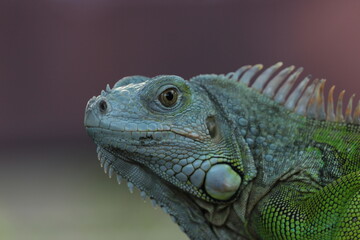 beautiful closeup iguana face on pink background