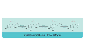 Dopamine metabolism MAO (monoamine oxidase) pathway - biotransformation of Tyrosine to L-DOPA, Dopamine and DOPAC. Blue background infographic. - obrazy, fototapety, plakaty