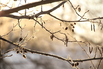 Fototapeta na wymiar Tree branches in the winter in the backlight