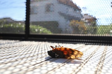 Dead cicadas on the balcony in summer. Summer in Japan.