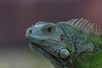 beautiful closeup iguana face on pink background