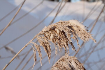 reed covered in snow