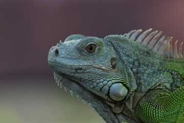Fototapeta premium beautiful closeup iguana face on pink background
