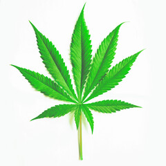 marijuana canabis leaf on field ganja farm sativa leaf weed medical hemp hash plantation cannabis legal or illegal drug leaves