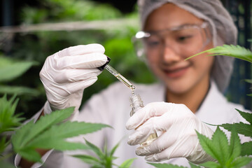 scientist checking on organic cannabis hemp plants in a weed greenhouse. Concept of legalization...
