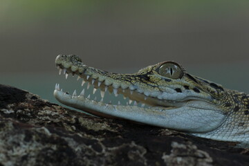 Fototapeta premium a crocodile sunbathing and its mouth is open