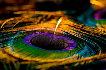 close up of a peacock feather, Peafowl feather, peacock feather, Bird feather, Colorful feather,...