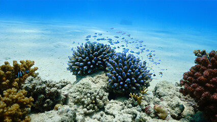 Underwater photo of a coral reef 