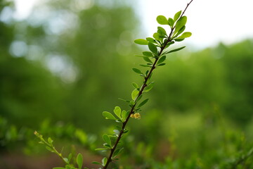 Naklejka premium Green leaves on a tree