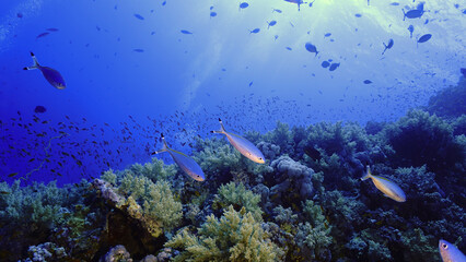 Plakat Underwater photo of a beautiful drop off coral reef wall. From a scuba dive in the Red sea in Egypt.