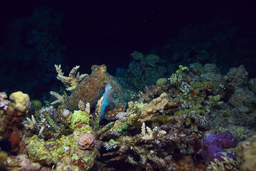 octopus in the sea underwater photo on the reef