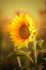 Kwiaty żółtych słoneczników. Słonecznikowe pole przed letnim zachodem słońca