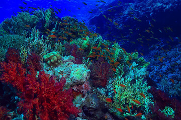 Fototapeta na wymiar coral reef background, underwater marine life ecosystem ocean sea