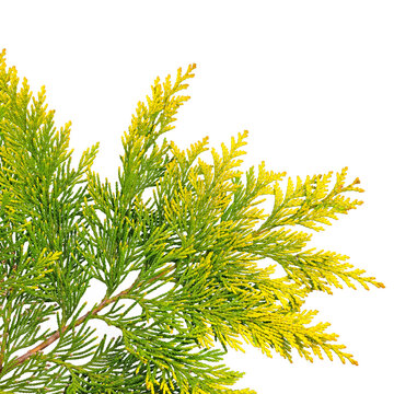 Blätter der Lawsons Scheinzypresse vor weißem Hintergrund
