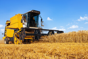 combine harvester in ripe wheat field under blue sky