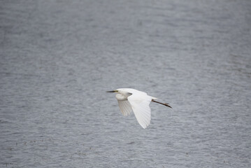 Lovely image of beautiful graceful Great White Egret Ardea Alba in flight over Somerset Levels wetlands during Spring sunshine