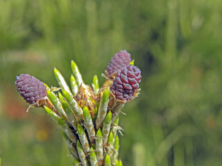 松ぼっくり‐01
