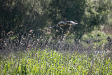 Beautiful image of Grey Heron Ardea Cinerea in flight over Somerset Levels wetlands landscape in Spring