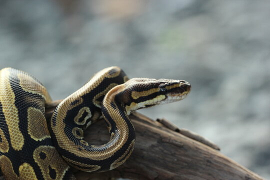a python coiled around a dead log