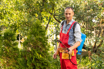 Gardener applying insecticide fertilizer to his thuja using a sprayer.