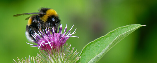 bourdon terrestre - bombus terrestris