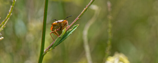 punaises - carpocoris purpureipennis