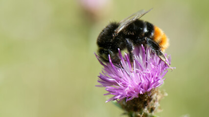 bourdon des pierres - bourdon lapidaire - bombus lapidarius, 