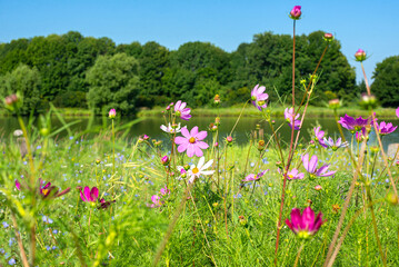Decorative Pink Flower field with blurred background. Cosmos flowers, Cosmea. Summer landscape
