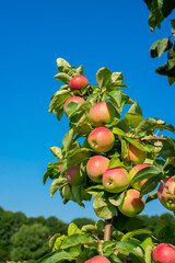 Ripe red apples hang on a green branch of an apple tree. Apple tree on the background of blue sky and green landscape