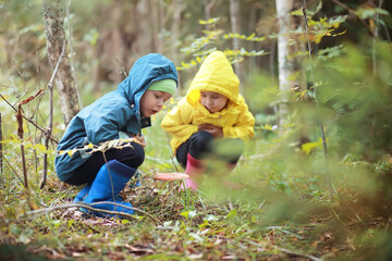 Children in the village walk through the autumn forest and gather mushrooms. Children in nature are walking in nature. Rural walk in autumn.
