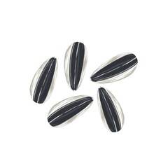 Illustration of sunflower seeds isolated on white background